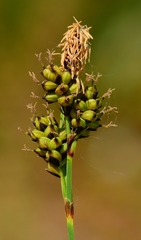 Carex raynoldsii