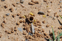 Ptilothrix bombiformis