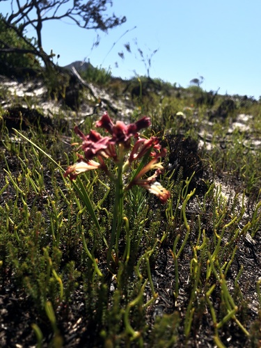 Undulate Reedpipe (Tritoniopsis dodii)