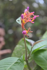 Palicourea marcgravii
