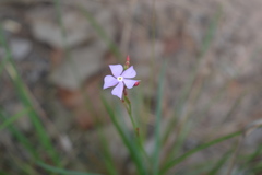 Mandevilla tenuifolia