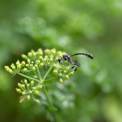 Gasteruption japonicum