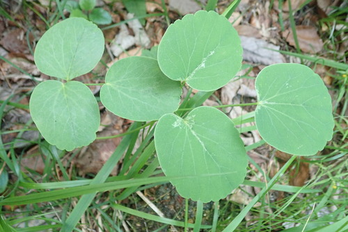 lazerník širokolistý (Laserpitium latifolium)