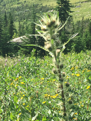 Cirsium hookerianum
