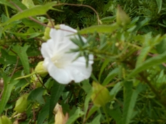 Calystegia