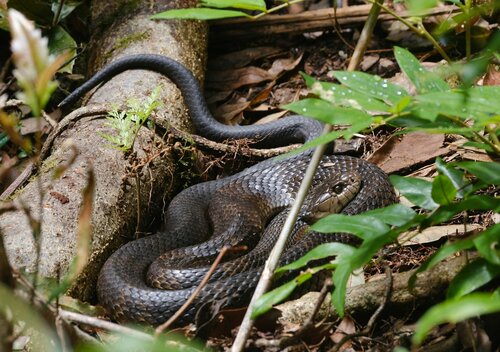 Tiger Snake sighting