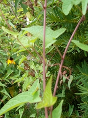 Calystegia