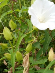 Calystegia