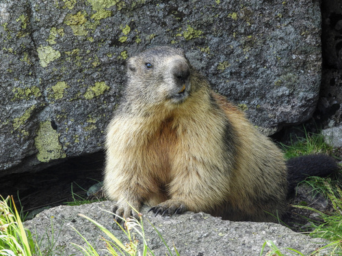Alpski svizac (Marmota marmota)