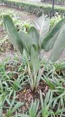 Strelitzia reginae