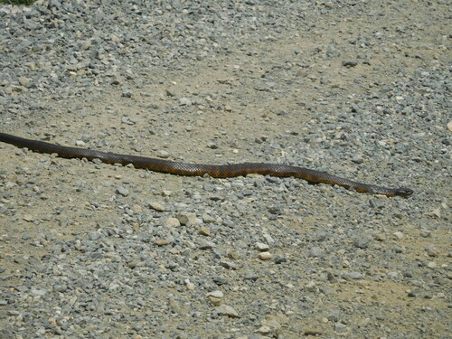 Tiger Snake sighting