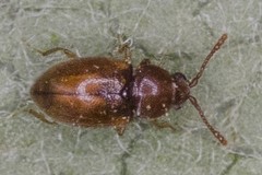 Atomaria