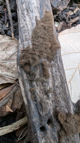 Trichaleurina tenuispora