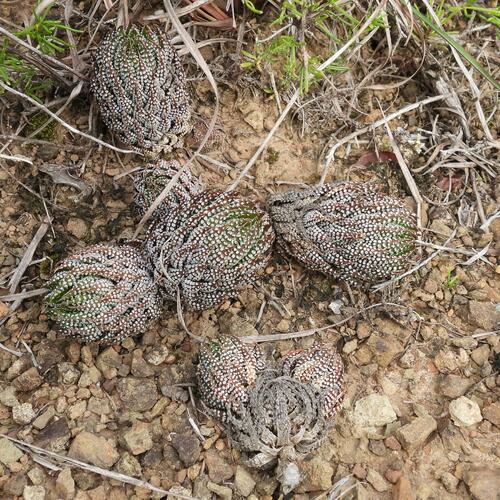 Haworthiopsis reinwardtii