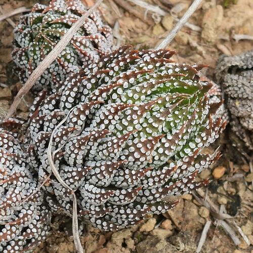 Haworthiopsis reinwardtii