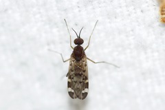 Sylvicola alternatus