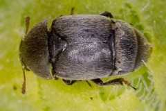 Brachypterolus