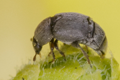 Brachypterolus