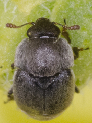 Brachypterolus