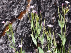 Epilobium glaberrimum