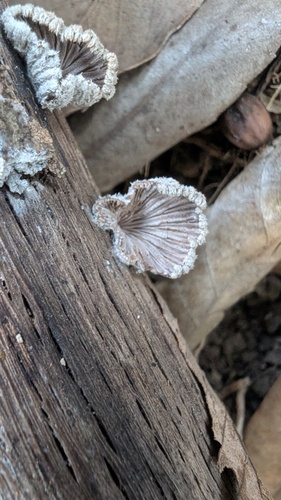 Schizophyllum commune