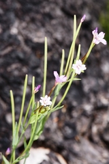 Epilobium glaberrimum