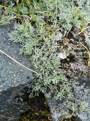 Artemisia hyperborea