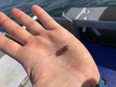 Amalda depressa