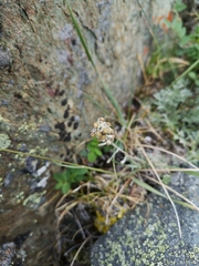 Artemisia hyperborea