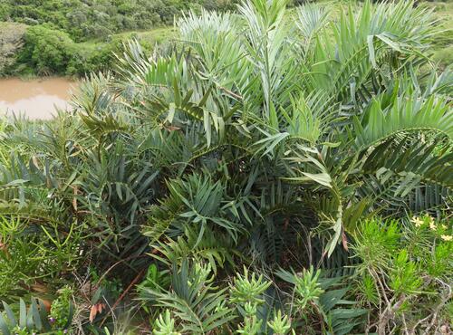 Bushman's River cycad (Encephalartos trispinosus)