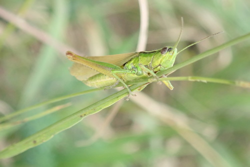 koníkovité (Acrididae)