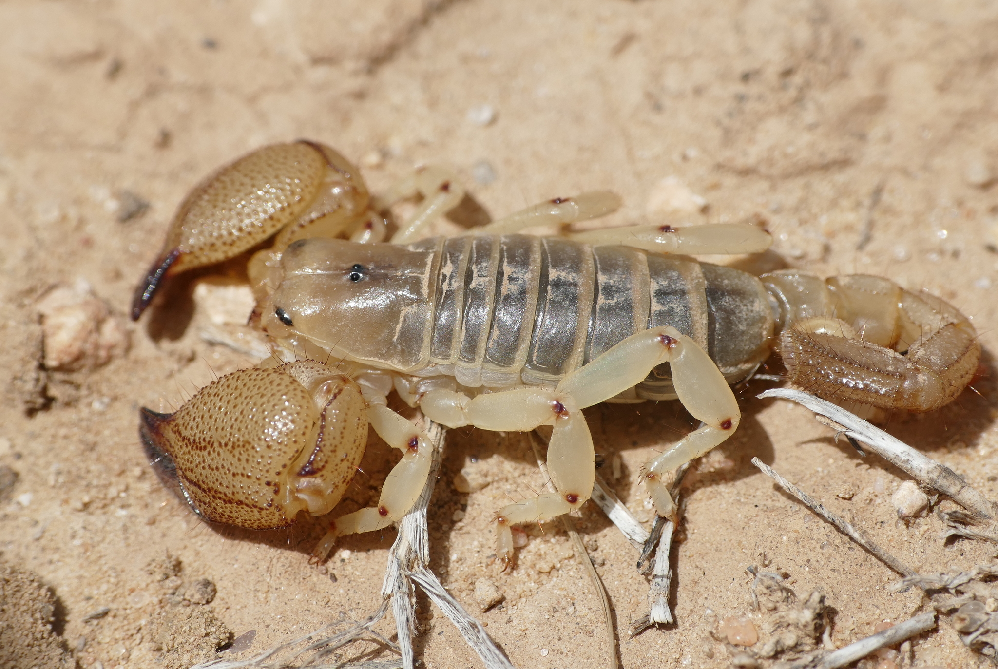 Scorpio punicus · iNaturalist