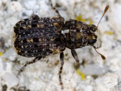 Dissoleucas niveirostris