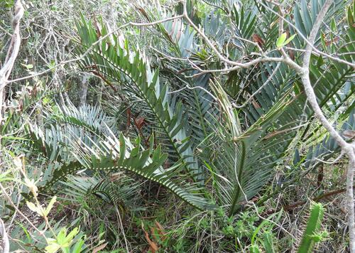 Encephalartos trispinosus, photograph 6