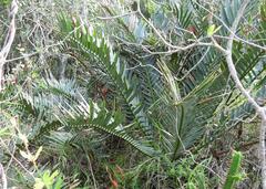 Encephalartos trispinosus, photograph (c) Henry de Lange, some rights reserved (CC BY)