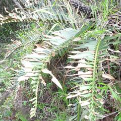 Encephalartos trispinosus, photograph (c) Henry de Lange, some rights reserved (CC BY)