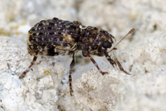 Dissoleucas niveirostris