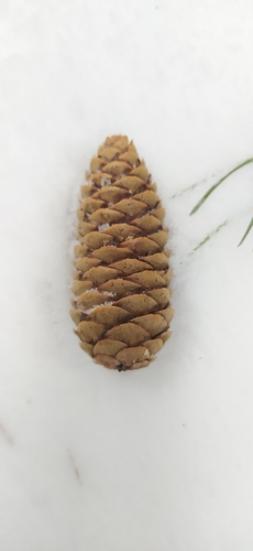 Picea × fennica (Picea × fennica)