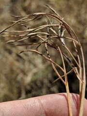 Perideridia californica