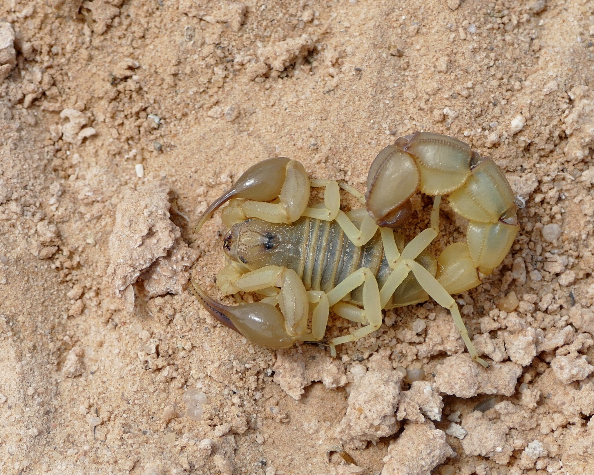 Androctonus australis