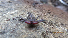 Phrynus operculatus