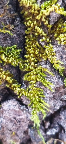 Image of Pylaisia polyantha by no rights reserved