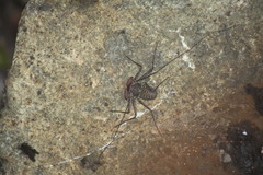 Phrynus operculatus