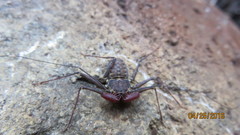 Phrynus operculatus