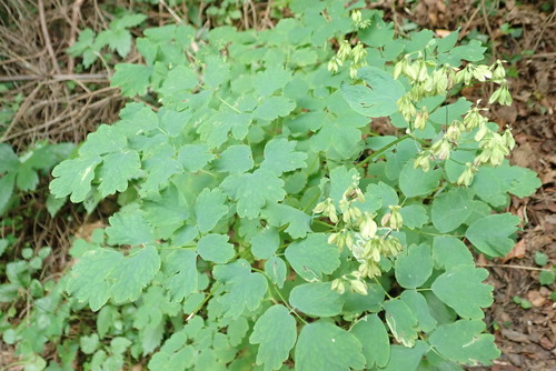žltuška (Thalictrum)