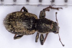 Andrion regensteinense