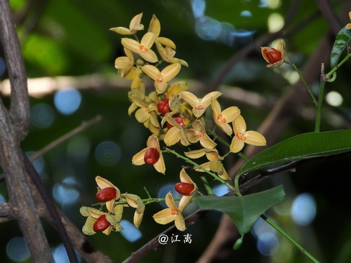 Celastrus hindsii (Celastrus hindsii)