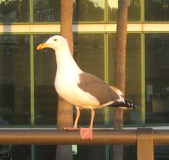 Larus occidentalis