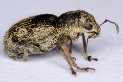 Andrion regensteinense