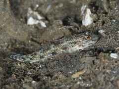 Scalyhead Goby photo 1